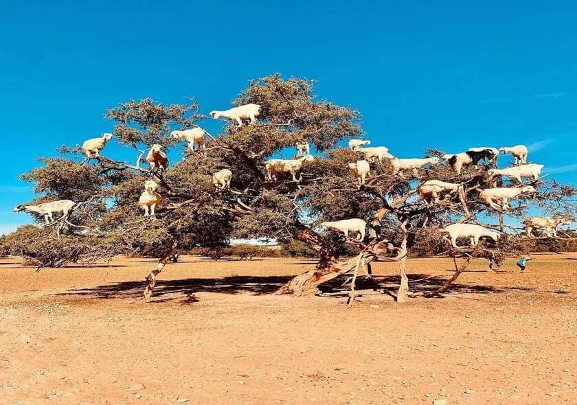 Goats perched on the branches of an argan tree in Morocco, a unique sight found in the country's southwestern regions where goats feed on argan fruit