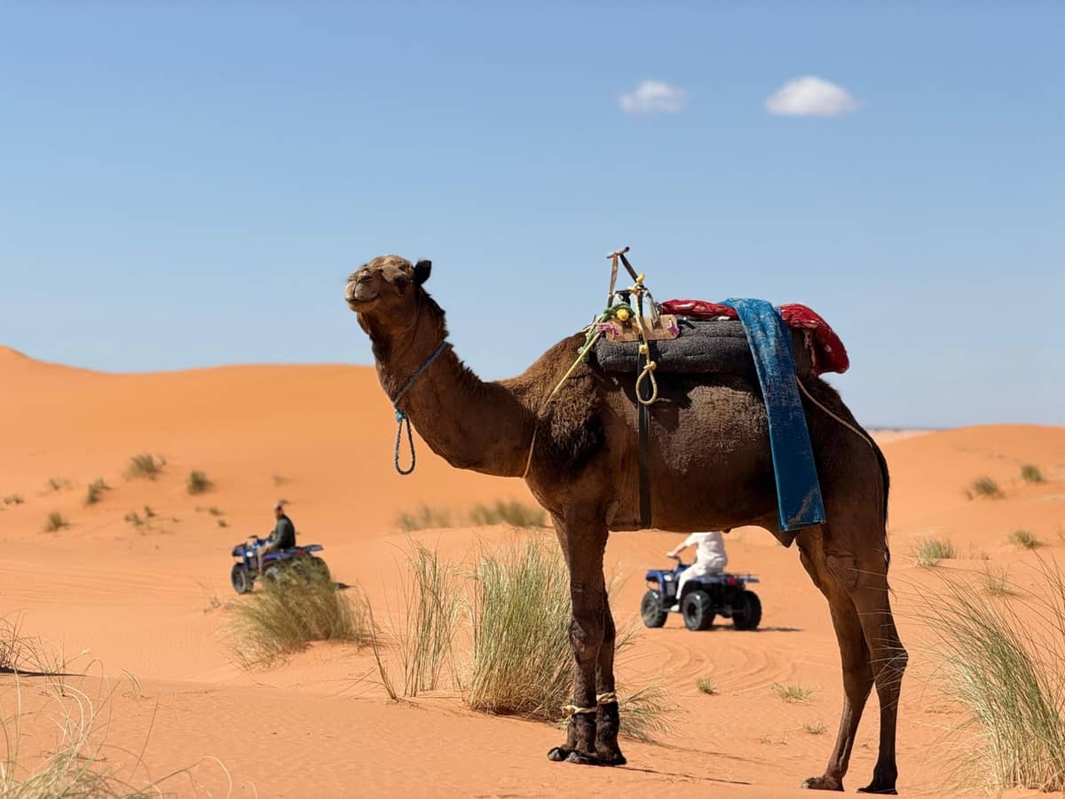 Tourists riding quad bikes across the golden dunes of Merzouga Sahara Desert in Morocco