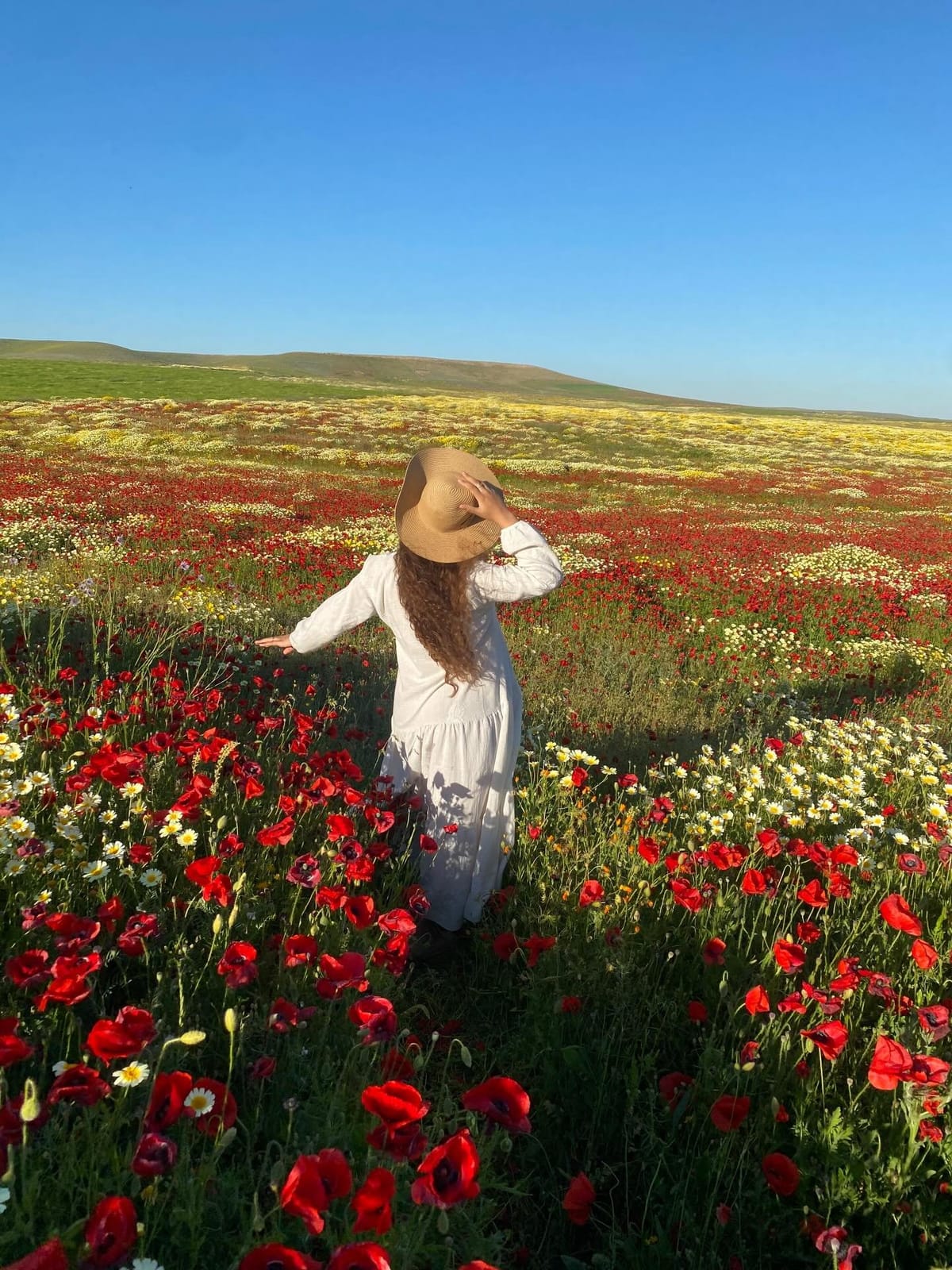 Morocco in March, featuring a colourful field of red poppies and white and yellow wildflowers in the Moroccan countryside