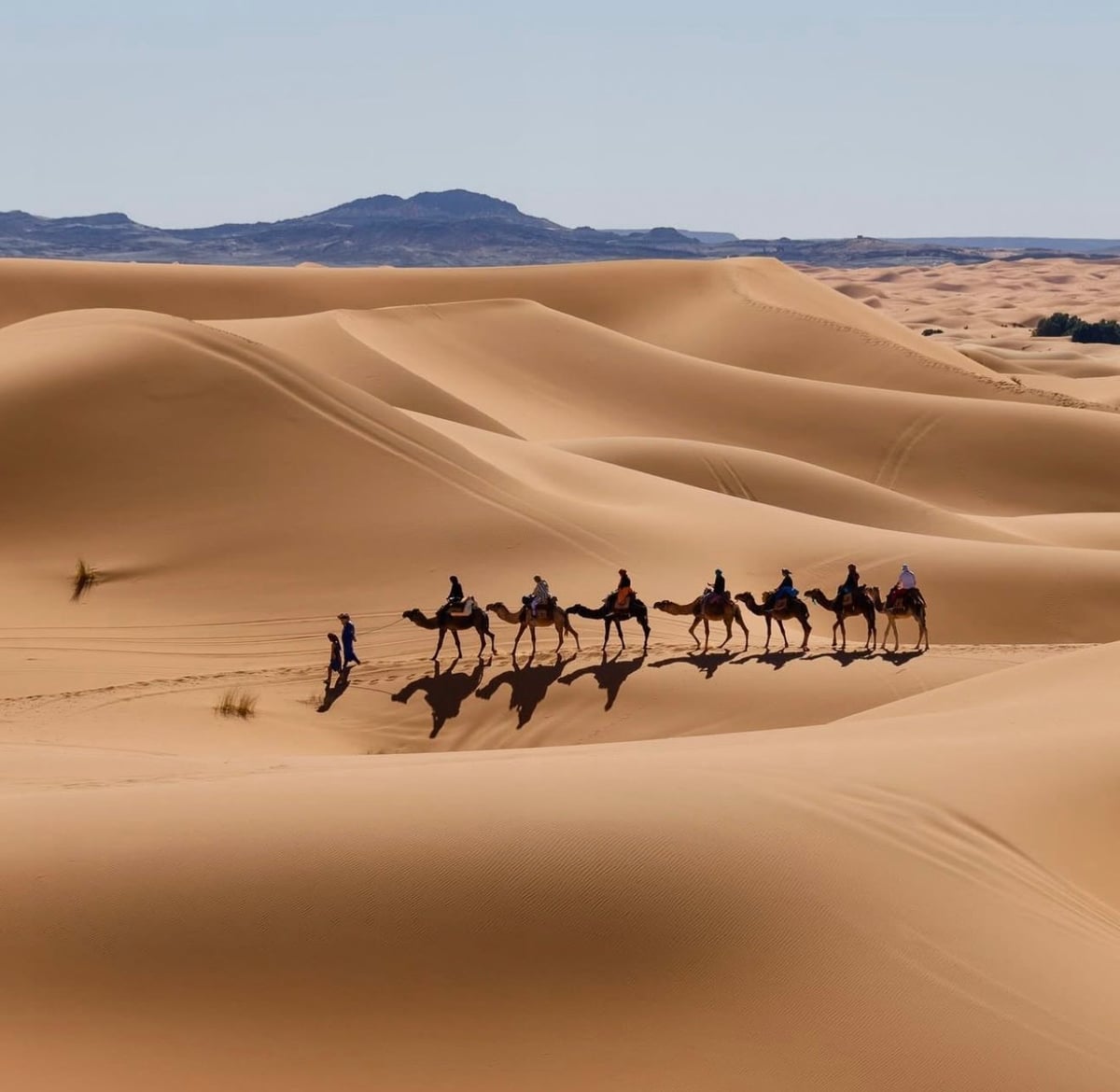 Camel Caravan in the Sahara Desert, Morocco