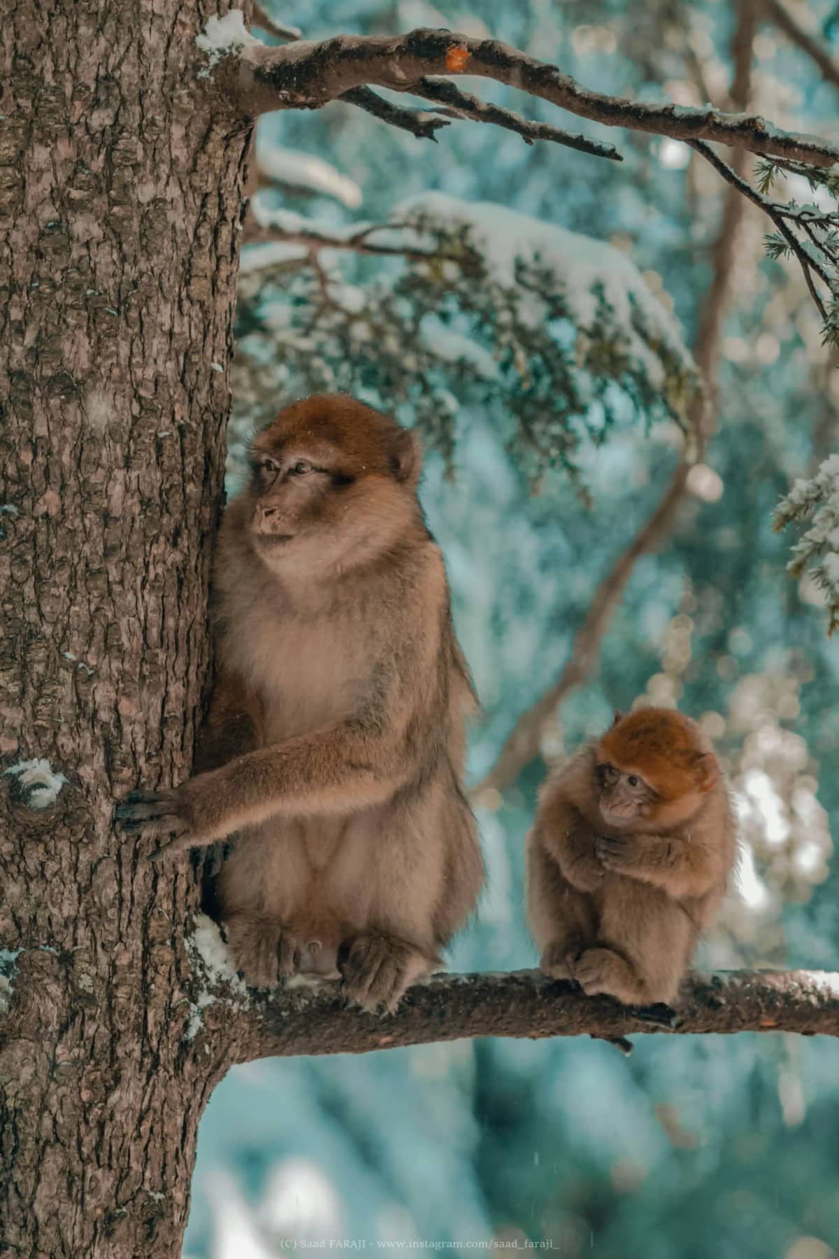 Barbary macaque in the cedar forest