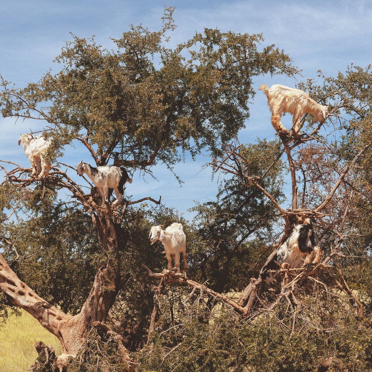 Goats climbing an argan tree in Morocco, famous for Morocco Argan Oil