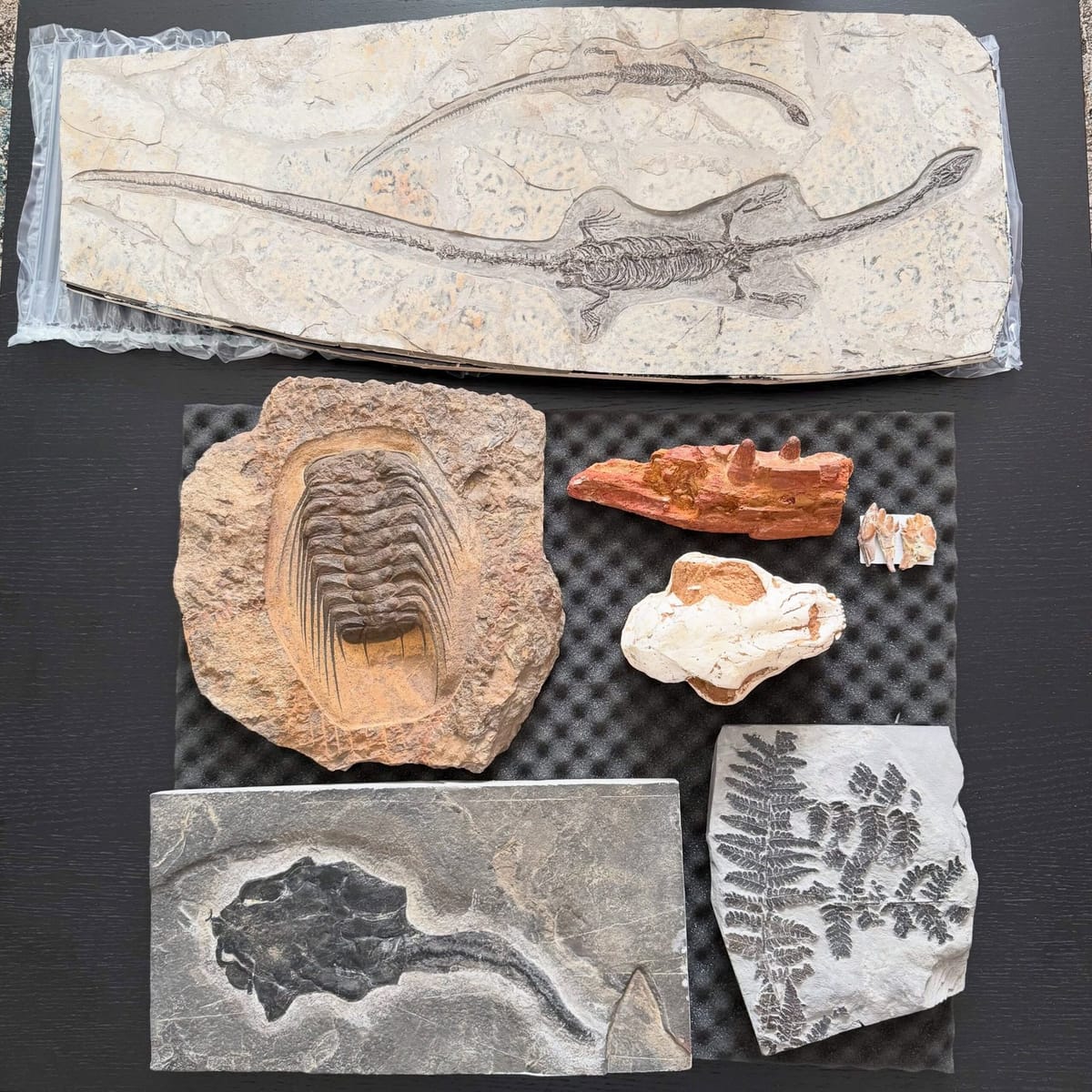 Moroccan Fossils displayed in ancient fossil-bearing stone in Erfoud, southeastern Morocco